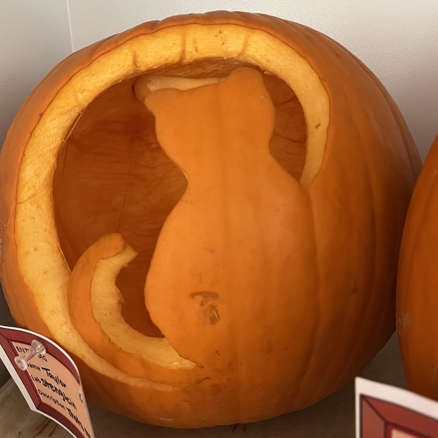 Moonlit cat by Taylor