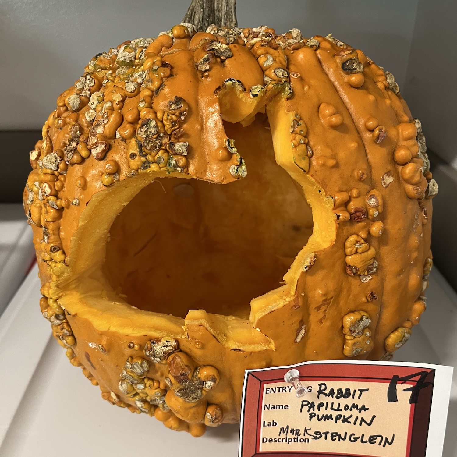 Rabbit papilloma pumpkin by Mark